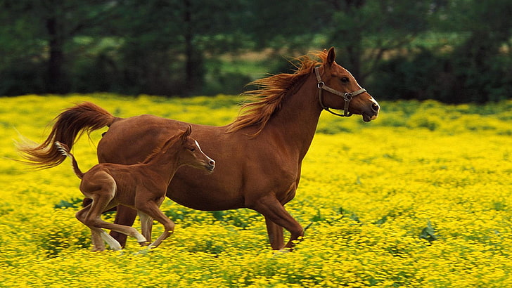 horse, horses, field, flower field, colt, baby, cute, HD wallpaper