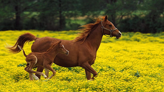кон, коне, поле, поле с цветя, жребче, бебе, сладко, HD тапет HD wallpaper