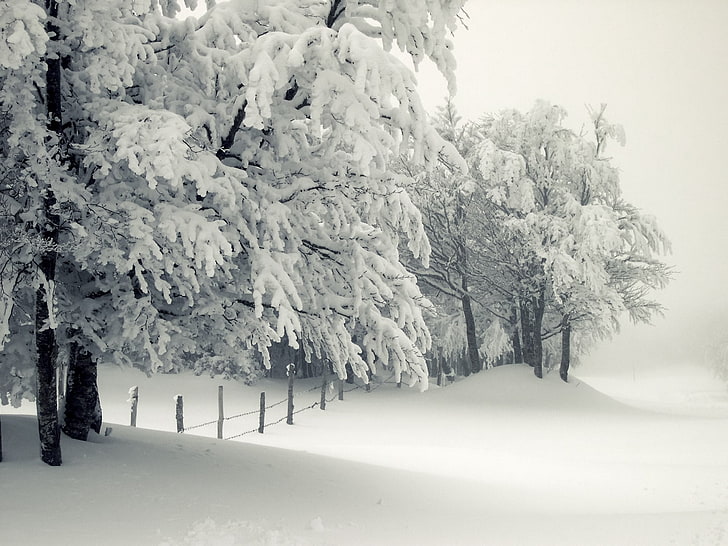 деревья покрыты снегом, зима, снег, гроза, деревья, мороз, сугробы, HD обои