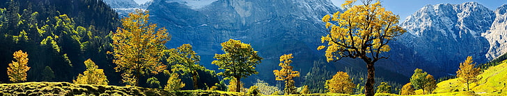 flores de pétalas amarelas e azuis, Europa, Áustria, panorama, verde, montanhas, árvores, gelo, neve, grama, colinas, natureza, paisagem, HD papel de parede