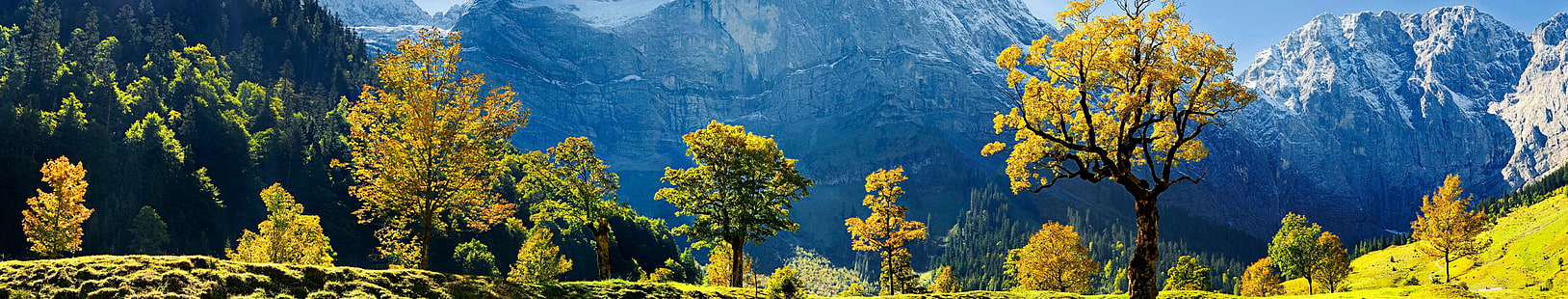 gula och blå kronbladiga blommor, Europa, Österrike, panorama, grön, berg, träd, is, snö, gräs, kullar, natur, landskap, HD tapet HD wallpaper