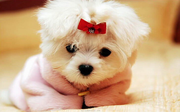 bow, maltese, puppy, white, HD wallpaper