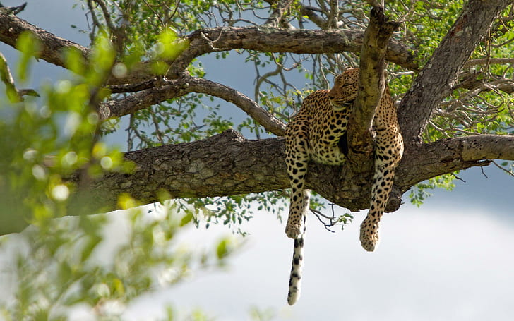 Leopardo perezoso en el árbol, leopardo, animales, 2560x1600, árbol, leopardo, Fondo de pantalla HD