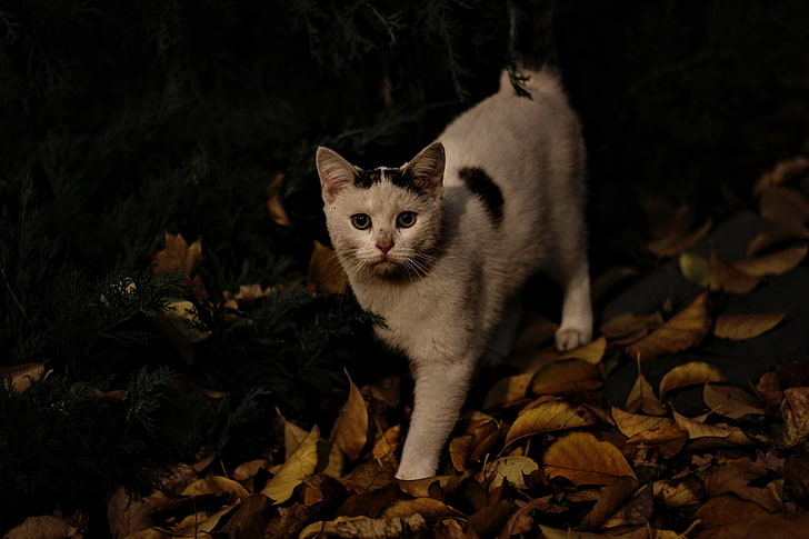 white and black bicolor cat, cat, autumn, street, HD wallpaper