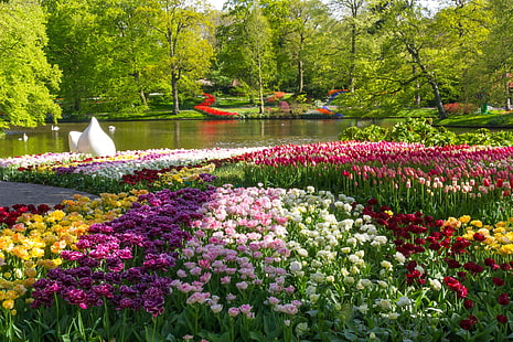 fleurs, keukenhof, nature, pays-bas, parcs, étang, tulipes, Fond d'écran HD HD wallpaper