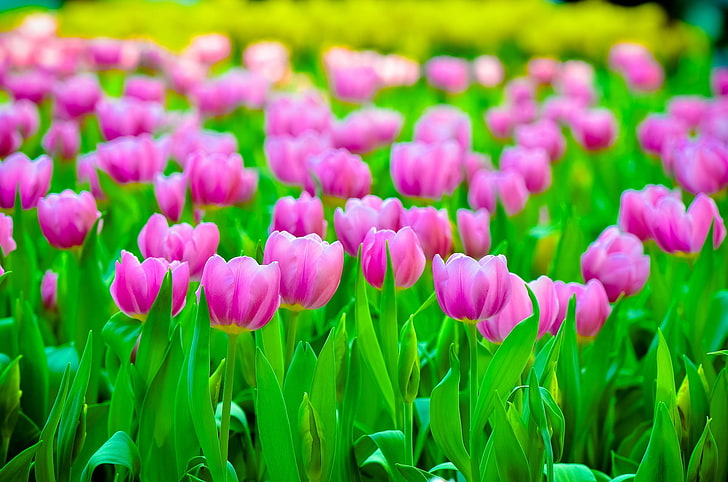 kolorowe, tulipany, kwiaty, rośliny, Tapety HD