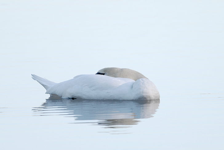 fotografi bebek putih di badan air, angsa, angsa, angsa, fotografi, bebek putih, badan air, Burung, burung, alam, hewan, margasatwa, danau, air, hewan In The Wild, putih, Wallpaper HD
