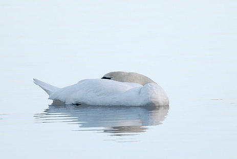photography of white duck on body of water, swan, swan, Swan, photography, white duck, body of water, Birds, bird, nature, animal, wildlife, lake, water, animals In The Wild, white, HD wallpaper HD wallpaper