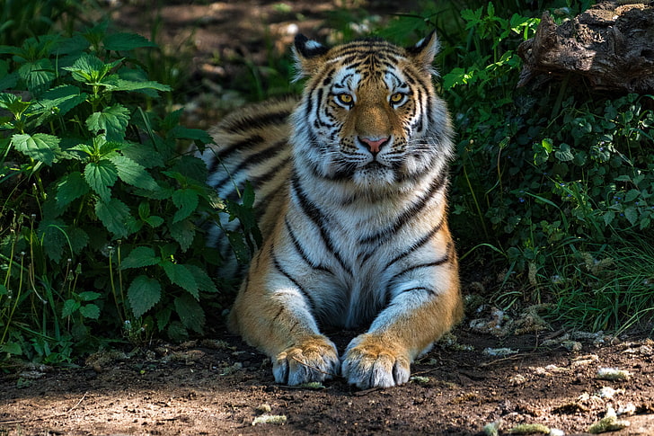 Zoo, Wildlife, Close up, Tiger, 5K, HD wallpaper