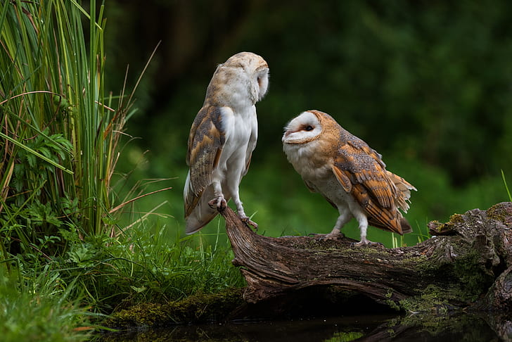 grass, look, birds, nature, background, owl, bird, two, pair, snag, owls, a couple, Duo, pond, the barn owl, communication, two birds, two owls, barn owls, HD wallpaper