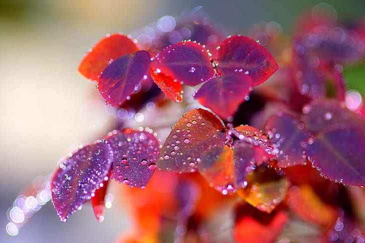 bunga ungu dan merah dalam fotografi close-up, Project 365, ungu, bunga, fotografi close-up, daun, air, tetes, alam, tanaman, close-up, kesegaran, daun, keindahan Di Alam, Wallpaper HD