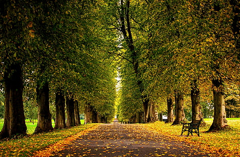 outono, cores, floresta, grama, folhas, parque, estrada, árvores, andar, HD papel de parede HD wallpaper
