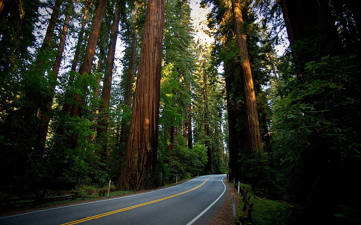 Straße, Bäume, Wald, HD-Hintergrundbild