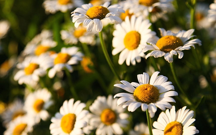 white flowers, sunny, flowers, daisies, field, HD wallpaper