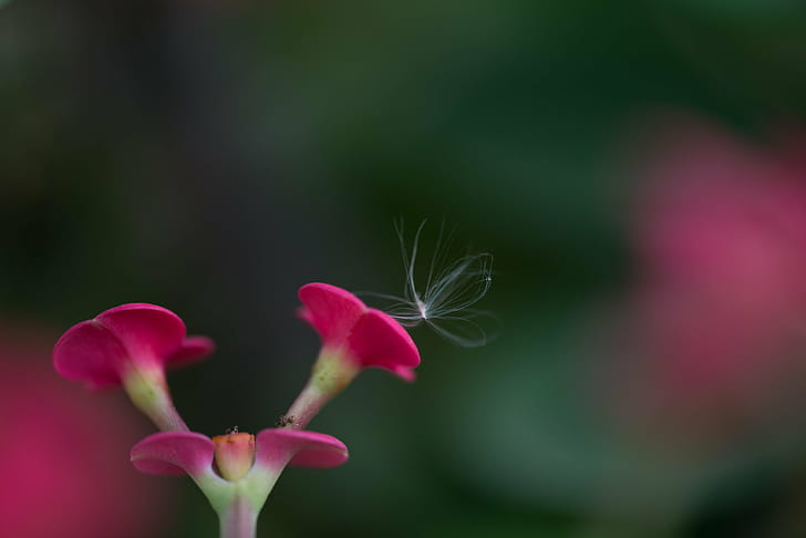 pink flowers in tilt shift lens photography, Untitled, Explored, pink, tilt shift lens, photography, Flower, Micro, Fluff, Seed, Nikon, Macro, nature, plant, flower Head, petal, close-up, pink Color, beauty In Nature, HD wallpaper