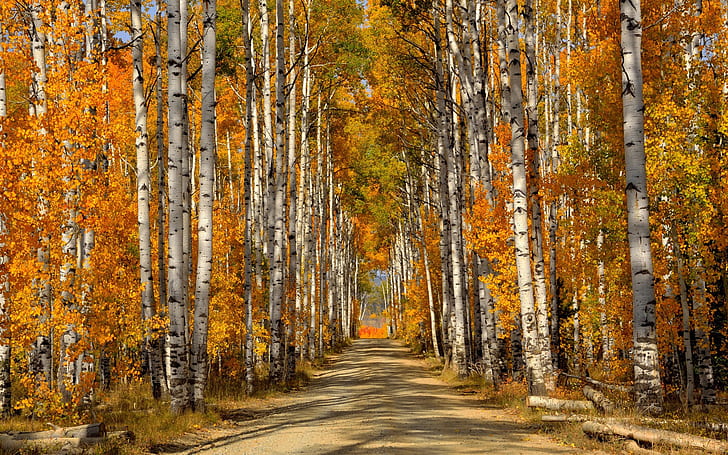 Bosque, árboles, hojas de abedul, otoño, camino, bosque, árboles, abedul, hojas, otoño, camino, Fondo de pantalla HD