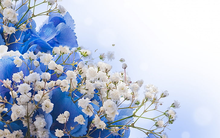 白い花、花、花束、白、青、 HDデスクトップの壁紙