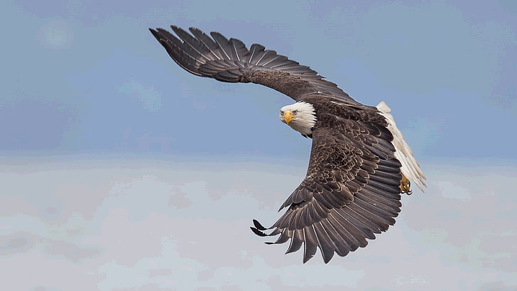 Плешив орел в полет Аляска Тапет за компютър и мобилен телефон 3840 × 2160, HD тапет