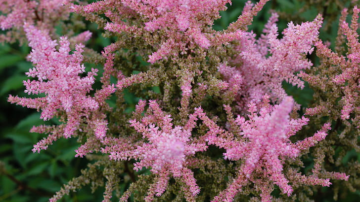 Blüte, Pflanzen, rosa Blüten, eine Spirea, 4K, HD-Hintergrundbild