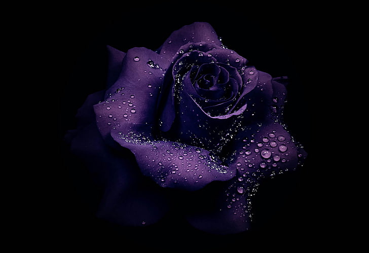 Flowers, Rose, Dew Drop, Earth, Flower, Purple Flower, Purple Rose, HD wallpaper