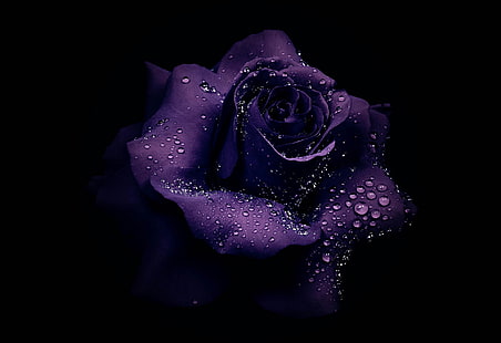 Цветы, Роза, Капля росы, Земля, Цветок, Фиолетовый цветок, Фиолетовая роза, HD обои HD wallpaper