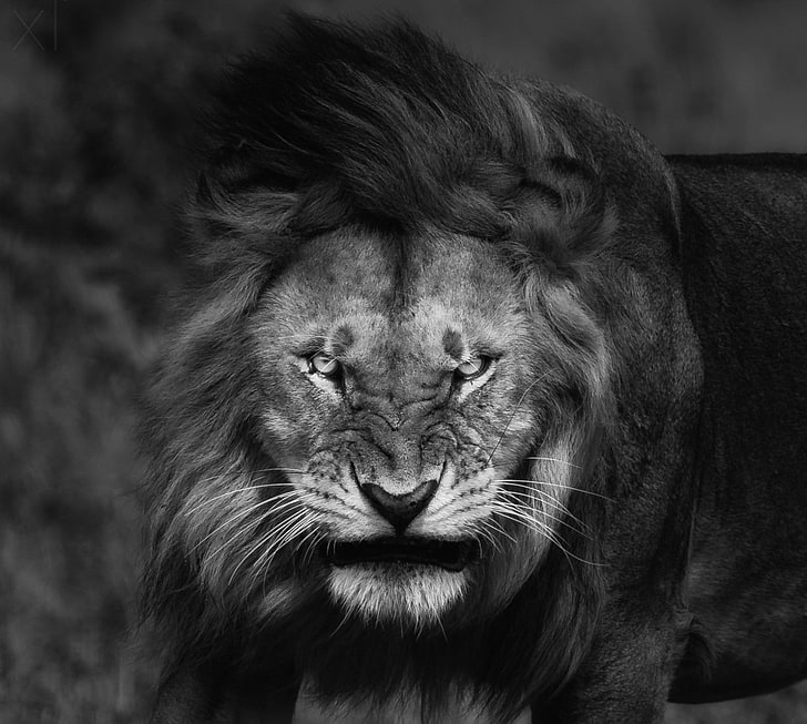 Angry, animals, big cats, fury, king, lion, monochrome, nature, portrait, HD wallpaper