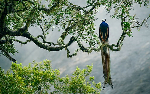 Vögel, Pfauen, Natur, Tiere, HD-Hintergrundbild HD wallpaper