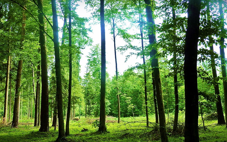 лес, природа, деревья, HD обои