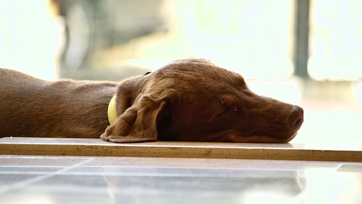 สุนัขสัตว์นอนหลับ, วอลล์เปเปอร์ HD