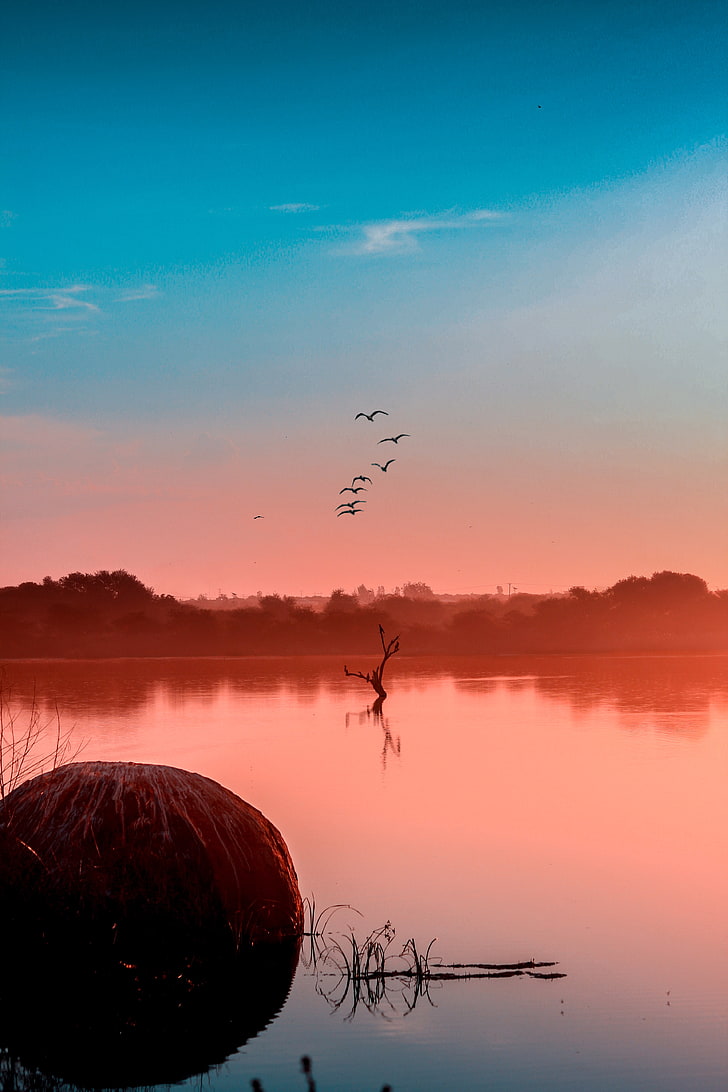 lake, fog, birds, sunset, HD wallpaper
