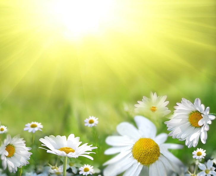 daisy flowers sun shining, HD wallpaper