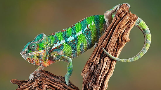 reptile, chameleon, branch, scaled reptile, lizard, panther chameleon, macro photography, HD wallpaper HD wallpaper