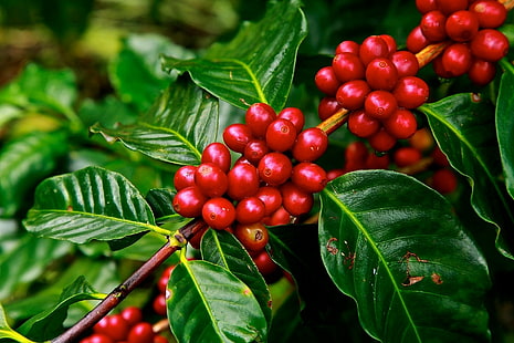 Cibo, bacche, ramo, pianta del caffè, verde, foglia, rosso, Sfondo HD HD wallpaper