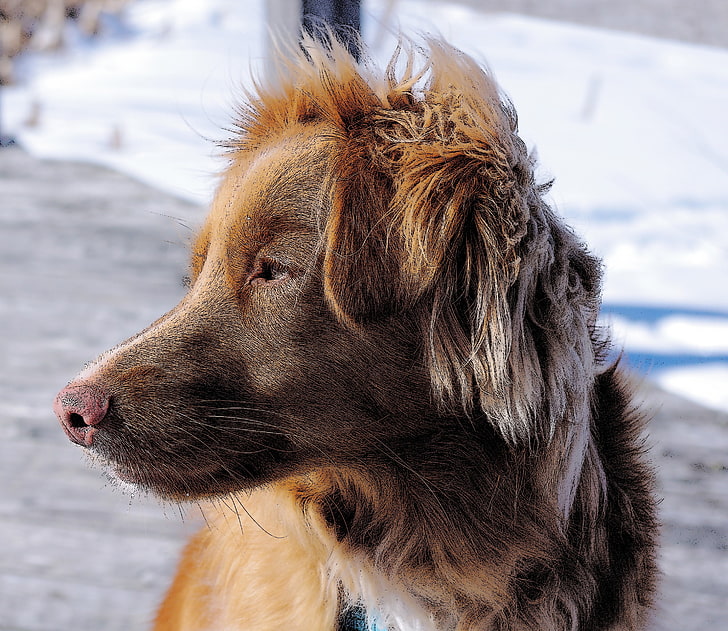 Tiere, Hund, Filter, Nova Scotia Duck Tolling Retriever, HD-Hintergrundbild