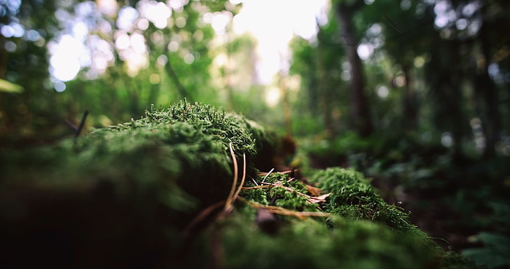 зеленое лиственное растение, макро фотография мха в лесу, природа, мох, боке, макро, размытое, мертвые деревья, глубина резкости, HD обои