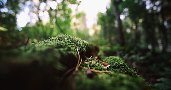 planta de hojas verdes, fotografía macro de musgo en el bosque, naturaleza, musgo, bokeh, macro, borrosa, árboles muertos, profundidad de campo, Fondo de pantalla HD HD wallpaper
