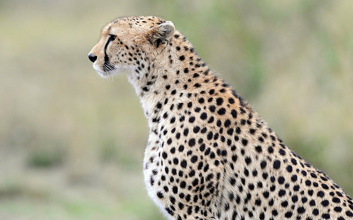 Amazing, Anima, animal, Beauty, Cheetah, cute, wild, HD wallpaper