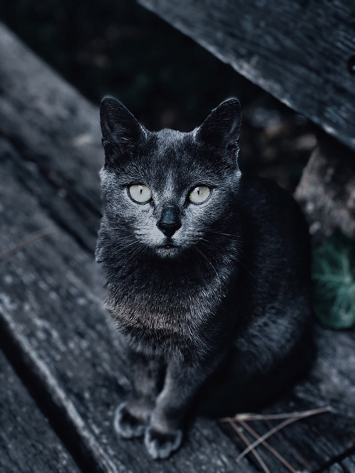 short-haired black cat, cat, muzzle, look, gray, blur, HD wallpaper