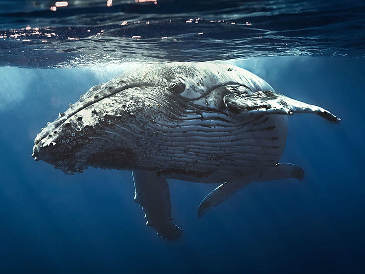 クジラ クジラ 星 水中のイラスト Hdデスクトップの壁紙 Wallpaperbetter