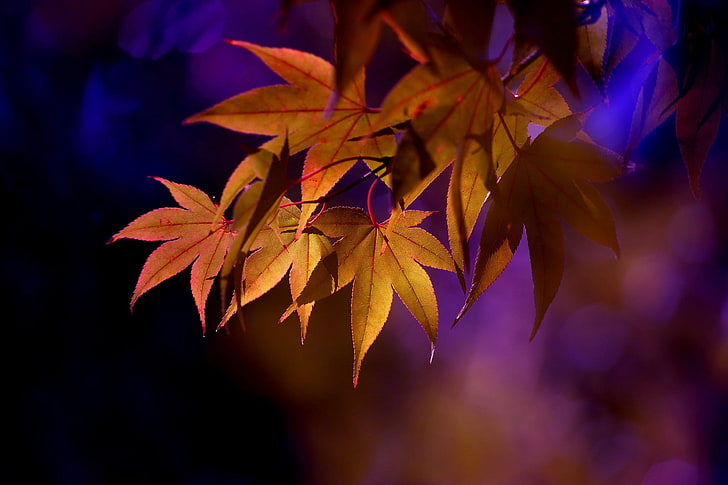 orange maple leaves, leaves, maple leaves, depth of field, nature, HD wallpaper
