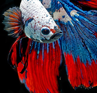 Betta, colorido, lucha, peces, siamés, tropical, Fondo de pantalla HD HD wallpaper