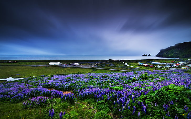 campo de flor morada, naturaleza, costa, campo, flores, paisaje, muscari, flores azules, cielo, horizonte, Fondo de pantalla HD