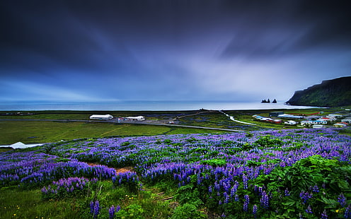lila blommafält, natur, kust, fält, blommor, landskap, muscari, blå blommor, himmel, horisont, HD tapet HD wallpaper