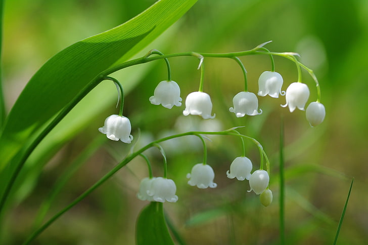 lily of the valley, leaves, bud, Flowers, HD wallpaper