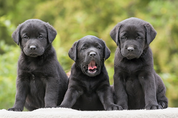 세 검은 래브라도 리트리버 강아지, 래브라도, 리트리버, 강아지, 세, 재미, HD 배경 화면