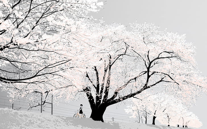 cherry blossom, Japan, bright, white, trees, HD wallpaper