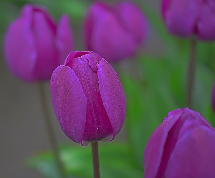 purple tulip in tilt-shift photography, Purple, Passion, tilt-shift photography, Woodburn  Oregon, USA, Wooden Shoe, Tulip Festival, March, Woodburn, Oregon, Color  purple, Green, Tulips, Willamette Valley, Wife, Easy, HDR, Nikon D7100, Kirt, overcast, Macro, Closeup, Bokeh, DOF, Depth of Field, Water, Drops, Dew, Bloom, Blossom, Scenic, Outdoor, Outdoors, Plant, Bright, Flower, Tulip, nature, springtime, pink Color, flower Head, summer, petal, beauty In Nature, freshness, HD wallpaper