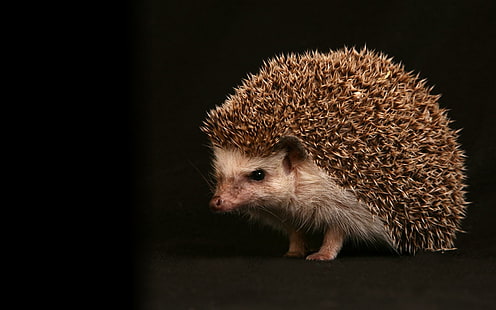 Hedgehog, hedgehog, picture, cute, animal, animals, HD wallpaper HD wallpaper
