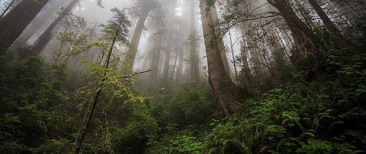 nebbia nel mezzo della foresta pluviale durante il giorno, natura, foresta, alberi, Sfondo HD