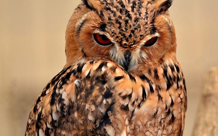 Desert Eagle Owl, бежево-черная сова, сова, HD обои